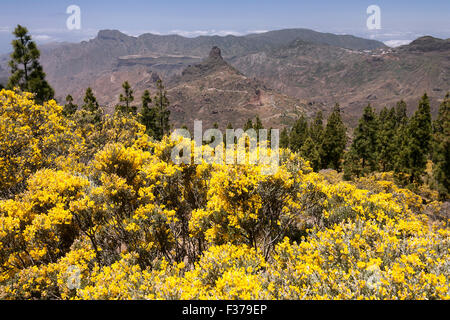 Blick vom Wanderweg zum Roque Nublo auf blühende Vegetation, gelb blühenden Ginster (Genista) Kanarische Insel Kiefer (Pinus Stockfoto
