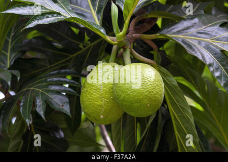 Brotfrucht (Artocarpus Altilis), La Digue Island, Seychellen Stockfoto