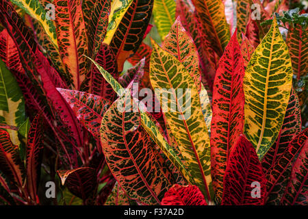 Garten-Kroton oder bunt Kroton (Codiaeum Variegatum), La Digue Island, Seychellen Stockfoto