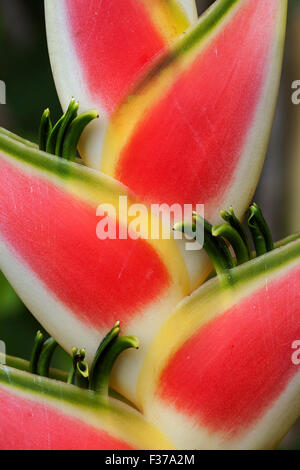 Heliconia (Heliconia Wagneriana) Blüte, Insel Mahe, Seychellen Stockfoto