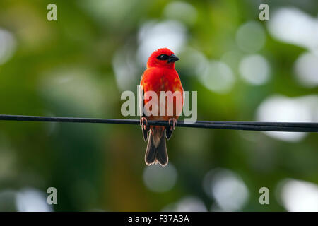 Rote Fody (Foudia Madagascariensis), männliche sitzen auf einem Draht, La Digue Island, Seychellen Stockfoto