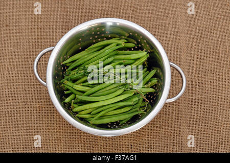 Rohe grüne Bohnen mit Bohnenkraut in einem Metall Sieb Stockfoto