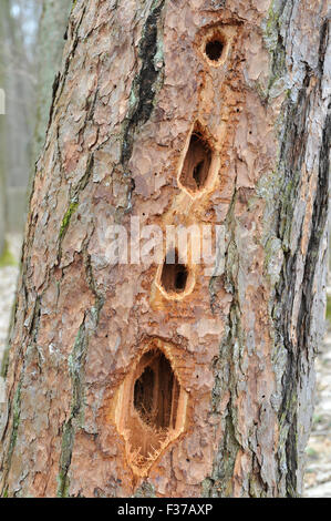 Löcher durch einen Schwarzspecht (Dryocopus Martius), in einer Kiefer (Pinus Sylvestris), Niedersachsen, Deutschland Stockfoto