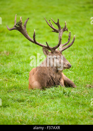 Rothirsch (Cervus Elaphus), ruht auf einer Wiese, Gefangenschaft, Bayern, Deutschland Stockfoto