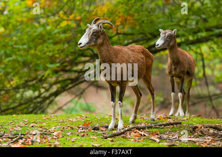 Mufflon (Ovis Ammon Musimon), Weiblich, in Gefangenschaft, Sachsen, Deutschland Stockfoto