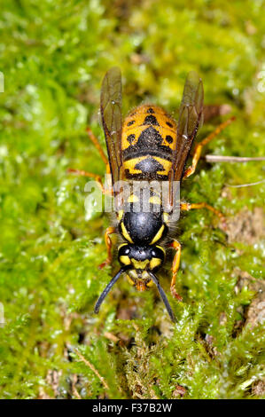 Eine Königin Wespe UK Stockfoto