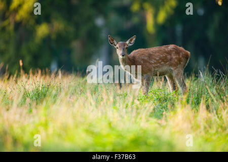 Rothirsch (Cervus Elaphus), Reh, in Gefangenschaft, Sachsen, Deutschland Stockfoto