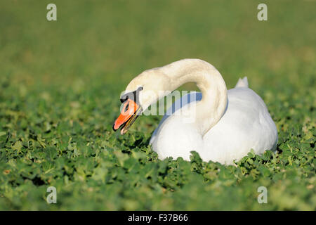 Höckerschwan (Cygnus Olor), sitzt in einem Feld, Thüringen, Deutschland Stockfoto