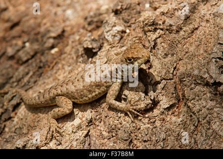 Amazon Lava Eidechse (Tropidurus Manlius), Pantanal, Brasilien Stockfoto