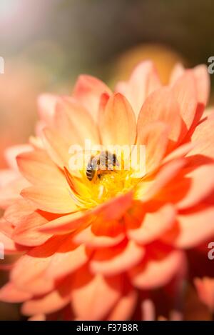 Honigbiene (Apis Mellifera) auf eine Blume Dahlie (Dahlia), Deutschland Stockfoto