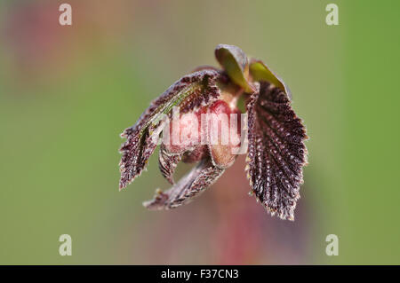 lila filbert Stockfoto