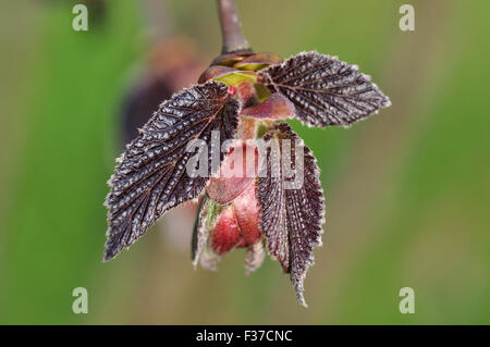 Die Blätter der lila Filbert UK Stockfoto