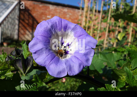 Nicandra Physalodes gemeinsamen Namen Apple von Peru und Husch-Fly Pflanze Stockfoto