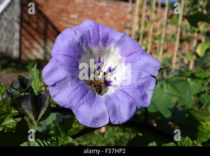 Nicandra Physalodes gemeinsamen Namen Apple von Peru und Husch-Fly Pflanze Stockfoto