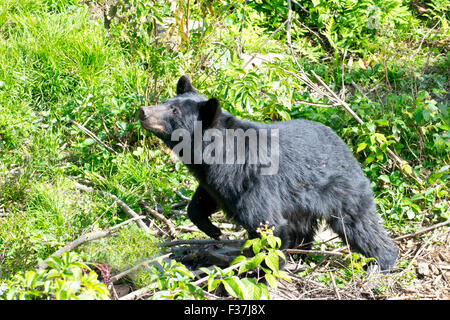 Eine schwarze Bärenjunge im Spätsommer. Stockfoto