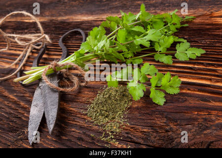 Frischer und trockener Koriander-Kraut mit einer Schere Vintage auf rustikalen hölzernen Hintergrund. Aromatische Küchenkräuter. Stockfoto