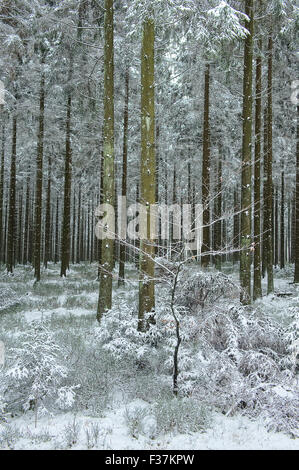 Kiefernwälder im Schnee am Croix-Scaille in den belgischen Ardennen Stockfoto