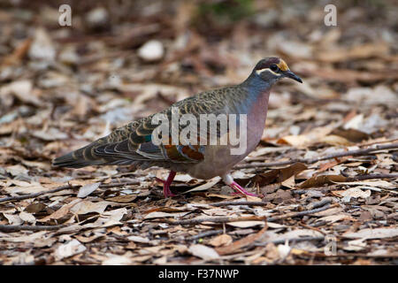 Gemeinsame Bronzewing (Phaps Chalcoptera), Gloucester Tree, Pemberton, Western Australia Stockfoto