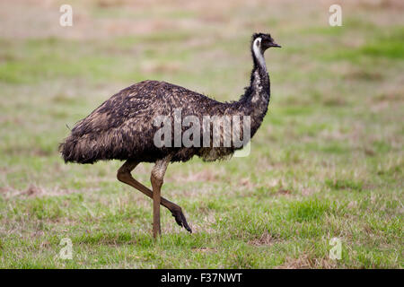 Emu (Dromaius Novaehollandiae), Fütterung auf den Boden, Pemberton, Western Australia Stockfoto