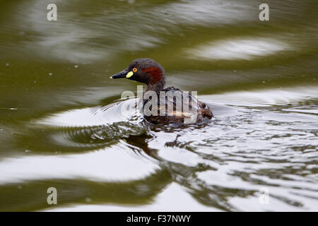 Australasian Grebe (Tachybaptus Novaehollandiae), Tomaten-See, Perth, Western Australia Stockfoto