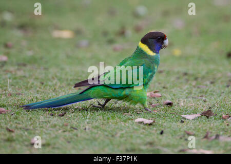 Port Lincoln Ringneck (Barnardius Zonarius), Whiteman Park, Perth, Western Australia Stockfoto