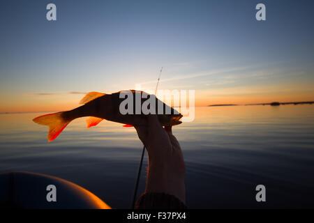 Fang von Fischen ein Barsch am Abend Sommer Stockfoto