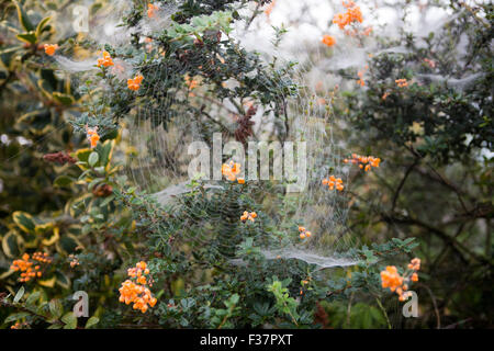 Belfast, UK, 1. Oktober 2015. Spinnen Gossemar in morgen fällig, wenn eine ausgeblendete bedeckt von dichtem Nebel stieg auf Belfast Kredit: Bonzo/Alamy Live News Stockfoto