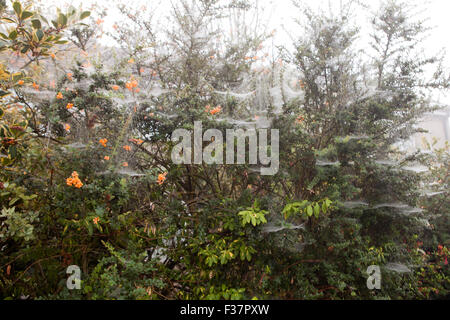Belfast, UK, 1. Oktober 2015. Spinnen Gossemar in morgen fällig, wenn eine ausgeblendete bedeckt von dichtem Nebel stieg auf Belfast Kredit: Bonzo/Alamy Live News Stockfoto