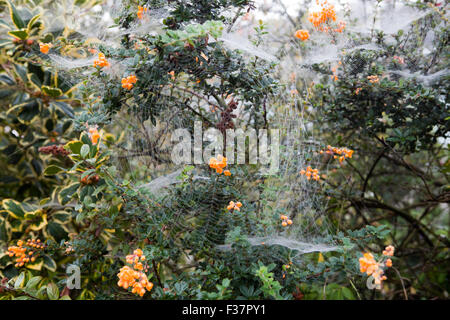 Belfast, UK, 1. Oktober 2015. Spinnen Gossemar in morgen fällig, wenn eine ausgeblendete bedeckt von dichtem Nebel stieg auf Belfast Kredit: Bonzo/Alamy Live News Stockfoto