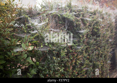 Belfast, UK, 1. Oktober 2015. Spinnen Gossemar in morgen fällig, wenn eine ausgeblendete bedeckt von dichtem Nebel stieg auf Belfast Kredit: Bonzo/Alamy Live News Stockfoto