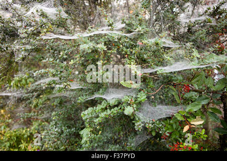 Belfast, UK, 1. Oktober 2015. Spinnen Gossemar in morgen fällig, wenn eine ausgeblendete bedeckt von dichtem Nebel stieg auf Belfast Kredit: Bonzo/Alamy Live News Stockfoto