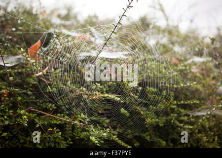 Belfast, UK, 1. Oktober 2015. Spinnen Gossemar in morgen fällig, wenn eine ausgeblendete bedeckt von dichtem Nebel stieg auf Belfast Kredit: Bonzo/Alamy Live News Stockfoto