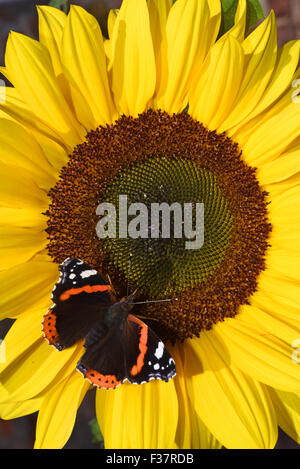 Red Admiral Schmetterling (Vanessa Atlanta) ernähren sich von Nektar auf Sonnenblume (Helianthus) Ellerton Yorkshire Vereinigtes Königreich Stockfoto