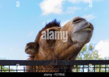 Der Kopf eines Kamels auf die Balken im zoo Stockfoto