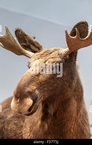 Elch, Kristiansand, Sørlandet Region, Norwegen Stockfoto