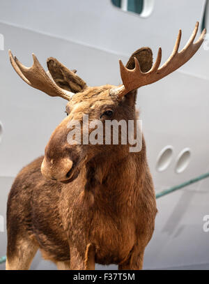 Elch, Kristiansand, Sørlandet Region, Norwegen Stockfoto