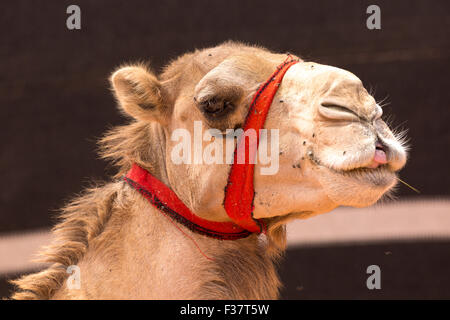 Wadi Rum Jordanien Naher Osten einer buckligen Dromedar (Camelus Dromedarius) Stockfoto