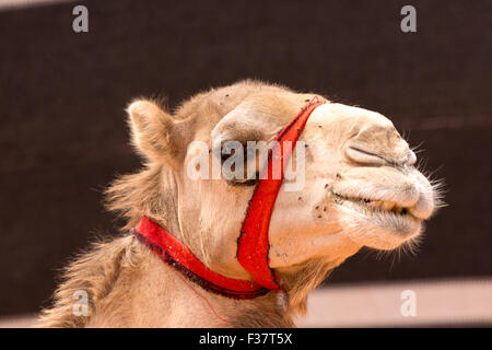 Wadi Rum Jordanien Naher Osten einer buckligen Dromedar (Camelus Dromedarius) Stockfoto