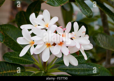 "Schlachtung ist Pink" Plumeria Blumen - USA Stockfoto