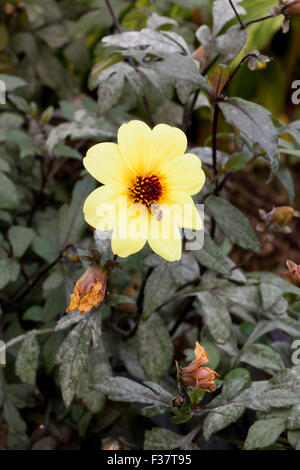 Dahlia Hybriden "Mystic Illusion" - USA Stockfoto