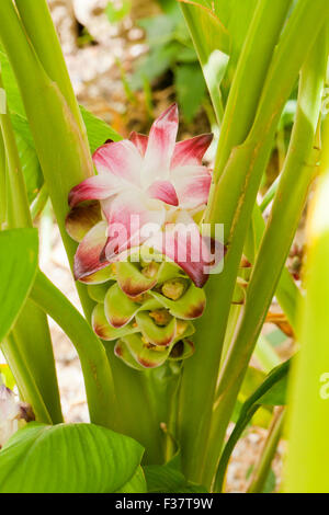 Kurkuma Pflanze (Curcuma Longa) Stockfoto