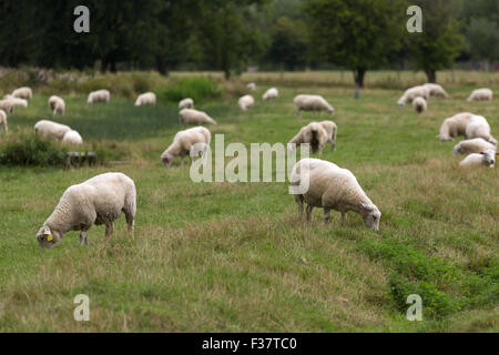 Schafe grasen im Sommer Wasser Wiese Salisbury England Stockfoto