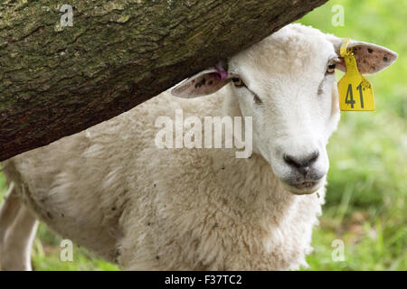 Schafe grasen im Sommer Wasser Wiese Salisbury England Stockfoto