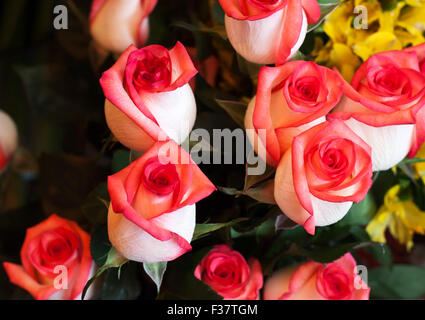 eine schöne Reihe von weißen und roten Rosen Stockfoto