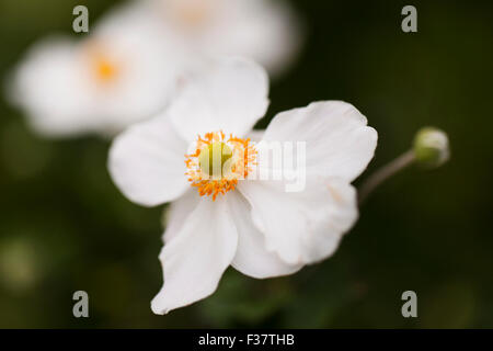 Japanische Anemonenblume (Hybrid Honorine Jobert) Stockfoto