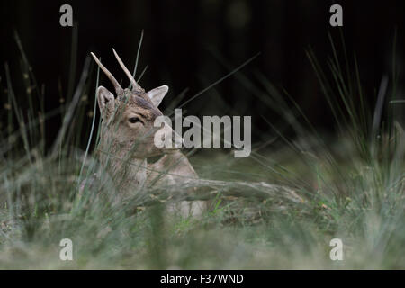 Young-Damwild / Damhirsch (Dama Dama) liegt zwischen hohen Rasen am Rande eines dunklen Waldes. Stockfoto