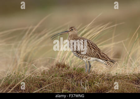 Seltene eurasischen Brachvogel / Grosser Brachvogel (Numenius Arquata) steht in Dünen mit Heidekraut, singt seine melodiöse Balz. Stockfoto