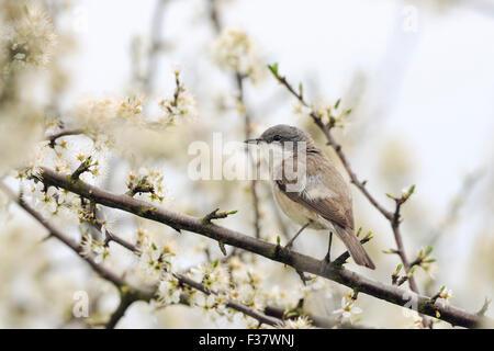 Lesser Whitethroat / Klappergrasmücke (Sylvia Curruca) auf Zweigen von einer schön weiß blühende Hecke hocken. Stockfoto