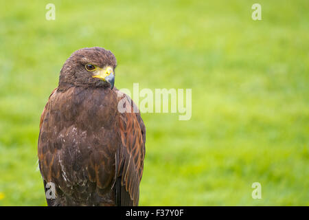 Harris Hawk (Parabuteo Unicinctus), früher bekannt als die Bucht-winged Hawk oder Altrosa Hawk. Stockfoto