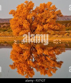 Herbstfarben von einer Pappel als Kraniche stehen im Feuchtgebiet bei einem Bosque del Apache National Wildlife Refuge 26. September 2015 in San Antonio, New Mexico. Stockfoto